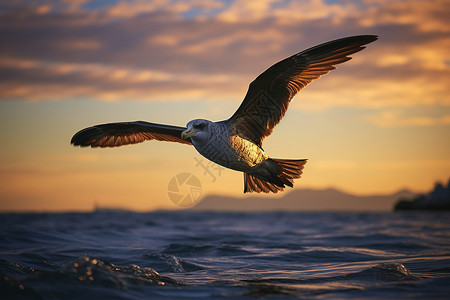 海洋上方飞翔的海鸥图片