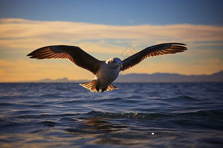 振翅高飞的海鸥背景