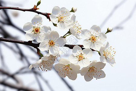 美丽的桃花图片