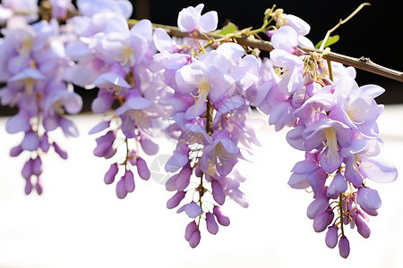 优美的紫藤花图片