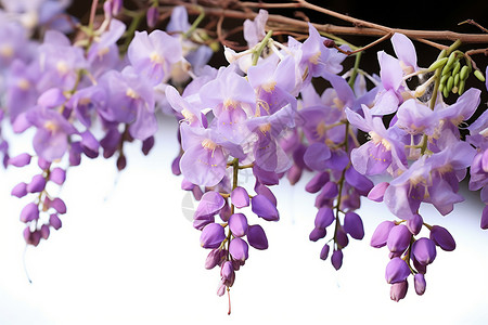 美丽的紫藤花背景图片