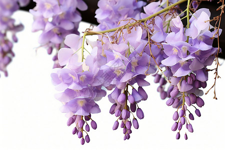 紫藤花绽放背景图片