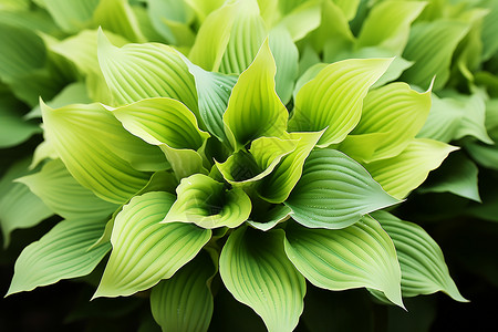 室内绿植室内植物自然高清图片