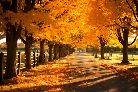 秋天的枫树枫叶道路素材高清图片