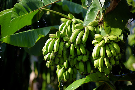 丛林中的香蕉树高清图片