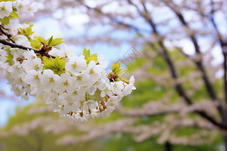 春天公园里的樱花树图片