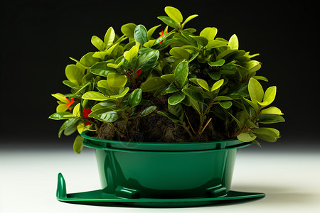 青绿小巧的植物背景图片