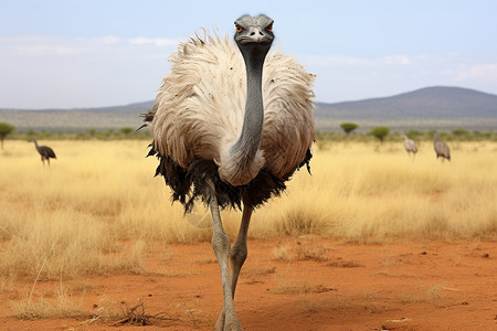 非洲鸵鸟背景图片