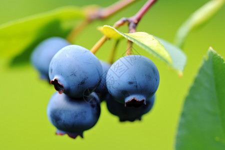 夏日的蓝莓背景图片