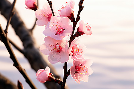 春风桃李百花盛开背景图片