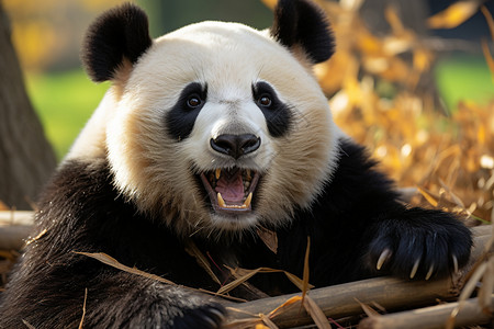 草地上坐着的熊猫高清图片