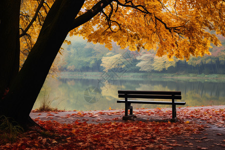 秋日湖畔的长椅图片