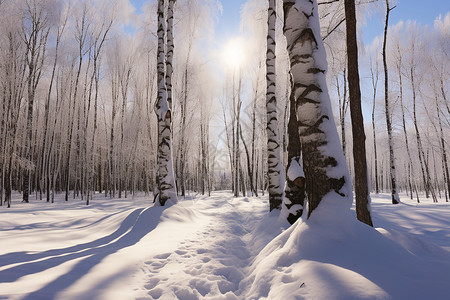 银白林中的雪域森林图片