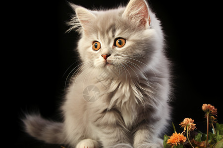 宝宝生物素材小白猫坐在一束花旁边背景