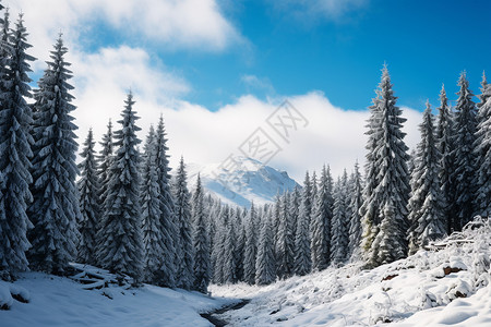 冬日的雪景图片