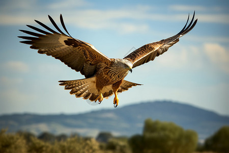 翱翔的雄鹰鹰科动物高清图片