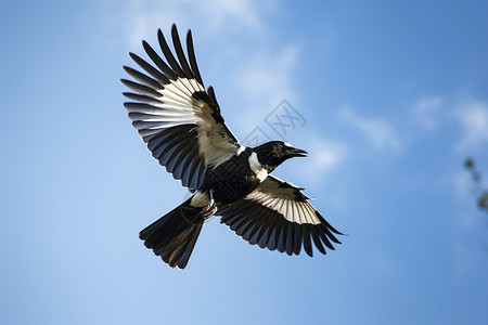飞翔蓝天的鹰高清图片