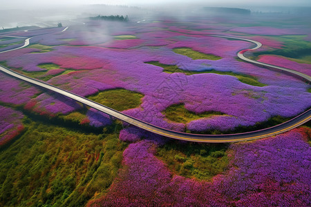 花海中的紫色仙境背景图片