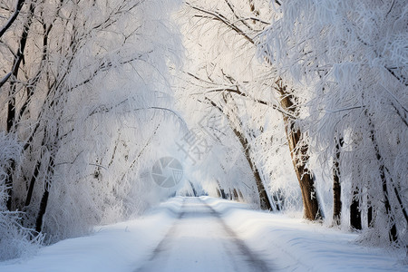 白雪皑的公园白雪覆盖的公园背景