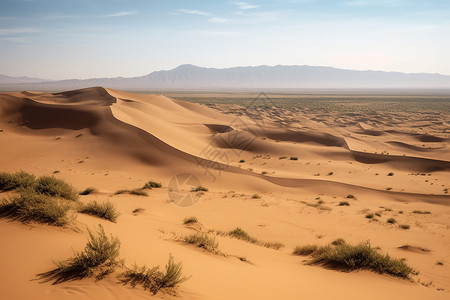 大漠沙丘里的草图片
