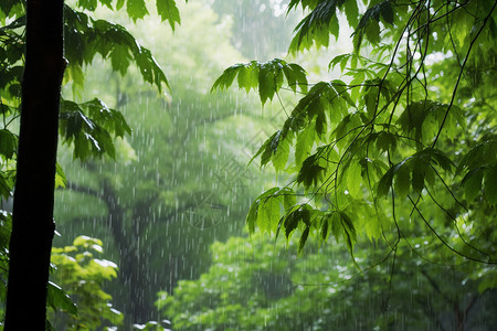 森林下雨雨天的树林背景
