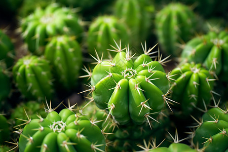 植物仙人掌盆栽仙人掌上的刺背景