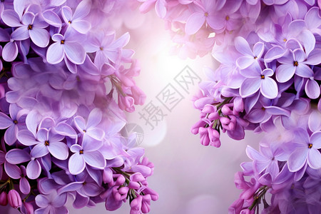 紫色的丁香图片