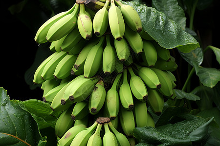 果园成熟的香蕉图片