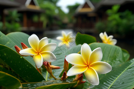 绿叶间的黄白花背景图片