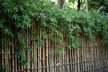 竹墙篱笆植物竹栅栏高清图片