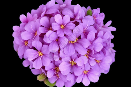 紫色花球植物学特写镜头高清图片