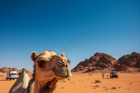 沙漠中的动物图片