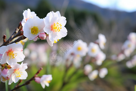 一簇美丽的花朵背景图片