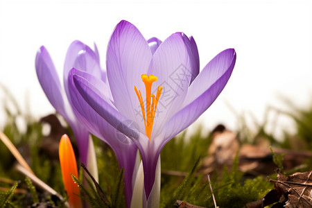 绽放的紫丁花花朵背景图片