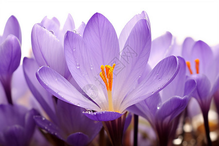美丽的紫丁香花朵背景图片