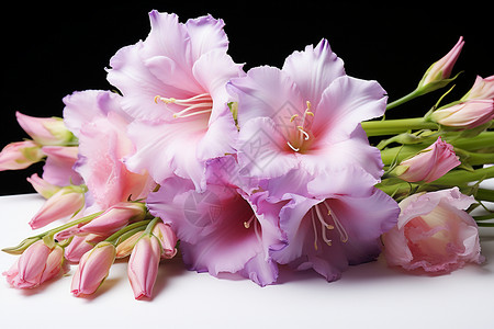 粉色普剑兰一束粉嫩的鲜花背景