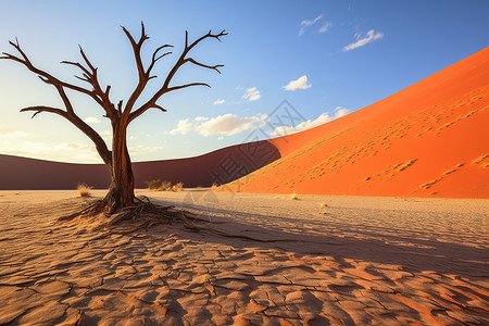 沙漠中枯萎的树图片