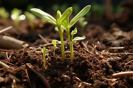 土壤里面发芽的蔬菜图片