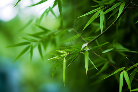 竹丛里面的绿色竹枝图片
