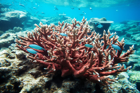 海洋里的海底珊瑚图片