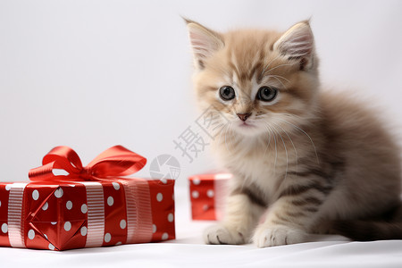 礼盒旁的小猫咪图片
