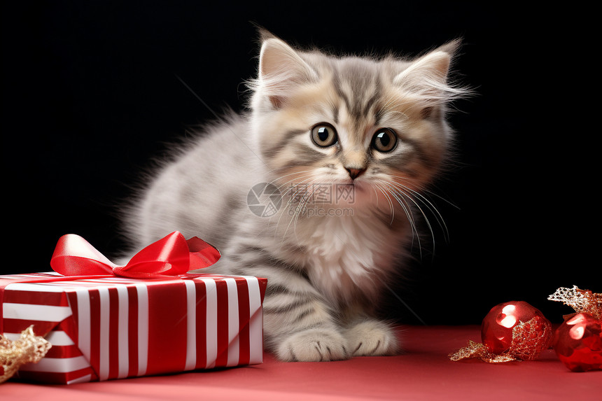 礼物旁的小猫咪图片