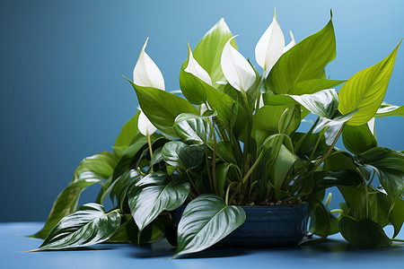 桌面上盆栽的绿色植物图片