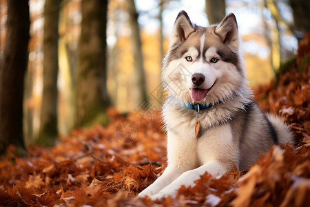 秋日森林的小狗图片
