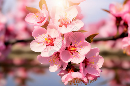 春天户外盛放的樱花图片
