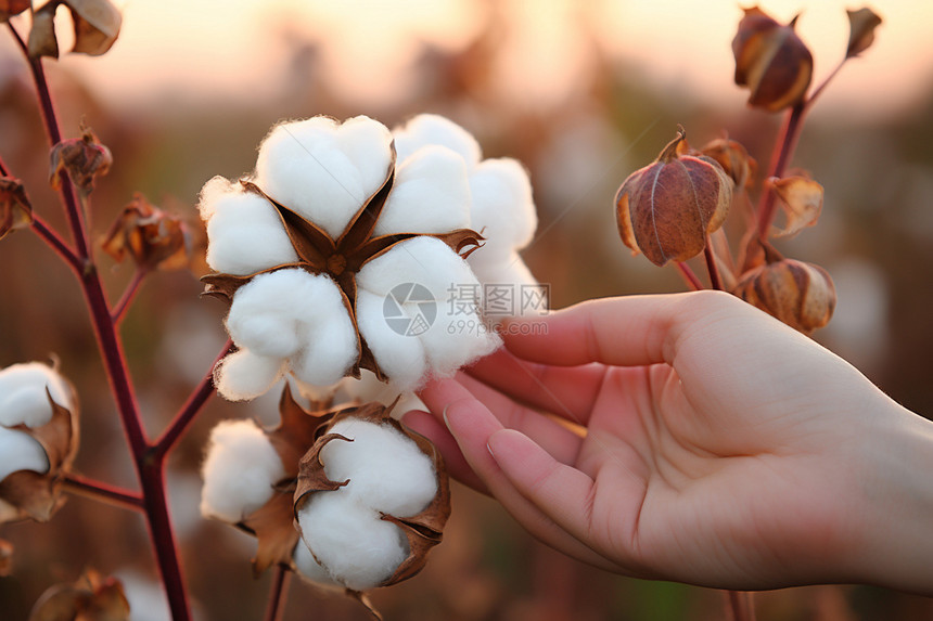 手中的棉花图片