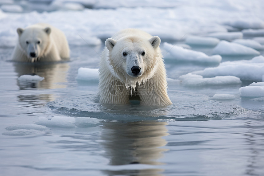 水里的北极熊图片