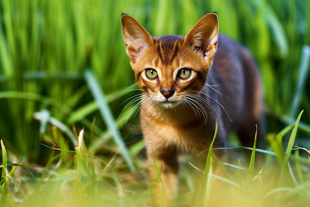 猫咪草地漫步图片