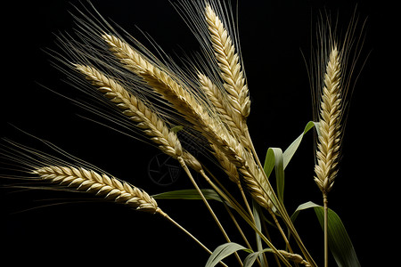 黑色背景中的小麦高清图片