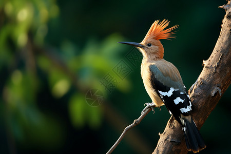 红头山雀自然中的鸟背景